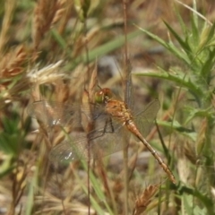 Diplacodes bipunctata (Wandering Percher) at Bullen Range - 22 Nov 2017 by JohnBundock