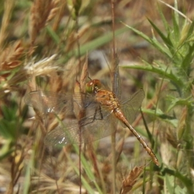 Diplacodes bipunctata (Wandering Percher) at Bullen Range - 22 Nov 2017 by JohnBundock
