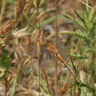 Diplacodes bipunctata (Wandering Percher) at Bullen Range - 21 Nov 2017 by JohnBundock