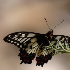 Papilio anactus (Dainty Swallowtail) at Jerrabomberra, NSW - 23 Nov 2017 by roymcd