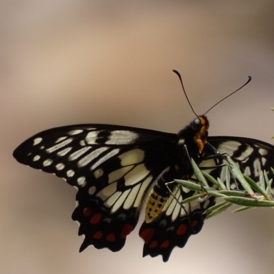 Papilio anactus (Dainty Swallowtail) at Mount Jerrabomberra - 23 Nov 2017 by roymcd