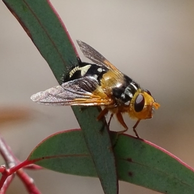 Microtropesa sp. (genus) (Tachinid fly) at Jerrabomberra, NSW - 23 Nov 2017 by roymcd