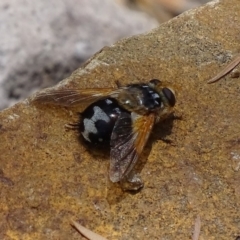 Microtropesa sp. (genus) at Jerrabomberra, NSW - 23 Nov 2017