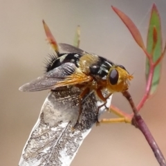 Microtropesa sp. (genus) at Jerrabomberra, NSW - 23 Nov 2017