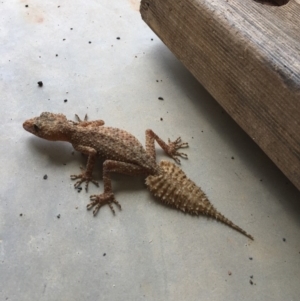 Phyllurus platurus at Gundaroo, NSW - 22 Nov 2017