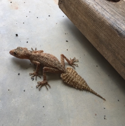 Phyllurus platurus (Broad-tailed Gecko) at Gundaroo, NSW - 22 Nov 2017 by DallasCheryl