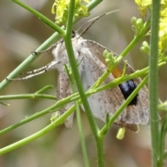 Gastrophora henricaria at Jerrabomberra, NSW - 23 Nov 2017