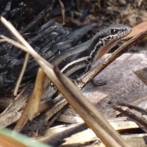 Morethia boulengeri at Jerrabomberra, NSW - 23 Nov 2017