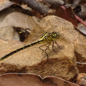 Austrogomphus guerini at Jerrabomberra, NSW - 23 Nov 2017