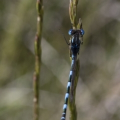 Austrolestes annulosus (Blue Ringtail) at Michelago, NSW - 20 Nov 2017 by Illilanga