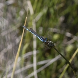 Austrolestes annulosus at Michelago, NSW - 20 Nov 2017