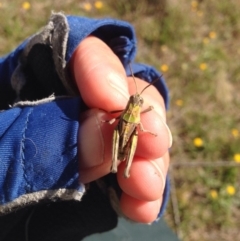 Perunga ochracea (Perunga grasshopper, Cross-dressing Grasshopper) at Gungahlin, ACT - 13 Nov 2017 by MelitaMilner