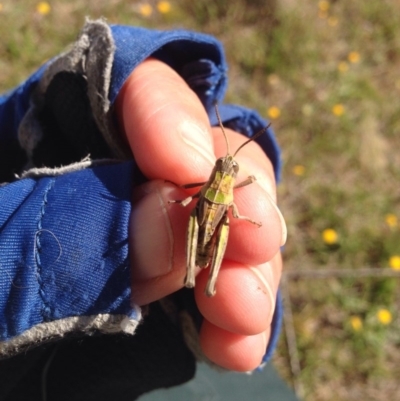 Perunga ochracea (Perunga grasshopper, Cross-dressing Grasshopper) at Gungahlin, ACT - 13 Nov 2017 by MelitaMilner