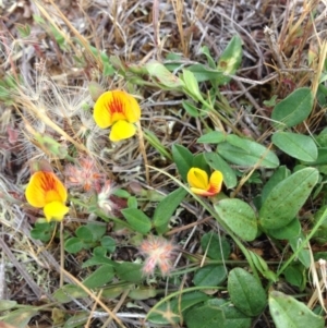 Zornia dyctiocarpa var. dyctiocarpa at Jerrabomberra, ACT - 23 Nov 2017 04:48 PM