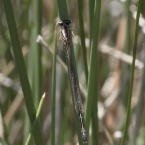 Xanthagrion erythroneurum at Michelago, NSW - 20 Nov 2017