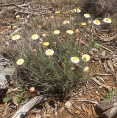 Leucochrysum albicans subsp. tricolor (Hoary Sunray) at Watson, ACT - 11 Oct 2017 by MelitaMilner