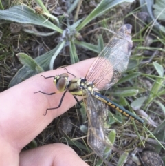 Hemicordulia tau at Michelago, NSW - 29 Oct 2017 04:08 PM