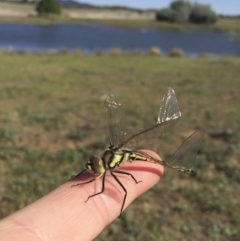 Hemicordulia tau at Michelago, NSW - 29 Oct 2017 04:08 PM