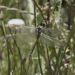 Hemicordulia tau (Tau Emerald) at Michelago, NSW - 20 Nov 2017 by Illilanga