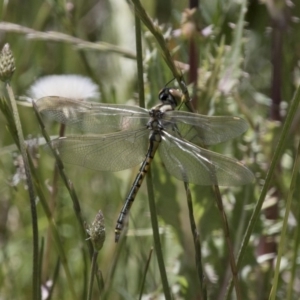 Hemicordulia tau at Michelago, NSW - 20 Nov 2017 12:09 PM