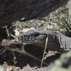 Varanus rosenbergi at Michelago, NSW - suppressed