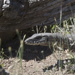 Varanus rosenbergi at Michelago, NSW - suppressed