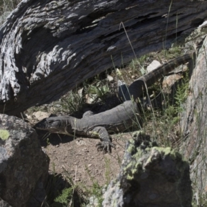 Varanus rosenbergi at Michelago, NSW - suppressed