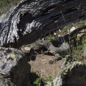 Varanus rosenbergi at Michelago, NSW - suppressed