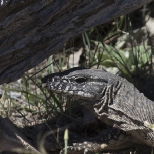 Varanus rosenbergi at Michelago, NSW - suppressed