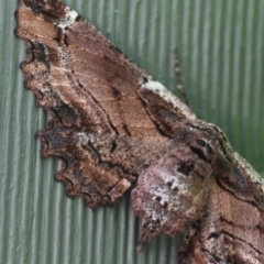 Pholodes sinistraria (Sinister or Frilled Bark Moth) at Giralang, ACT - 22 Nov 2017 by mcosgrove