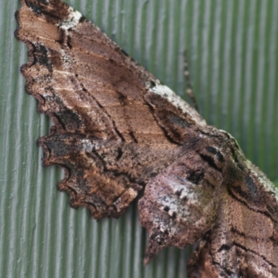 Pholodes sinistraria (Sinister or Frilled Bark Moth) at Giralang, ACT - 23 Nov 2017 by mcosgrove