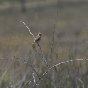 Cisticola exilis at Michelago, NSW - 20 Nov 2017