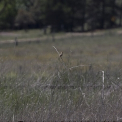 Cisticola exilis at Michelago, NSW - 20 Nov 2017 11:27 AM