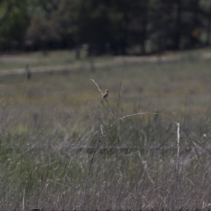 Cisticola exilis at Michelago, NSW - 20 Nov 2017 11:27 AM