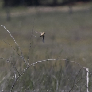 Cisticola exilis at Michelago, NSW - 20 Nov 2017 11:27 AM