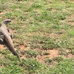 Varanus rosenbergi (Heath or Rosenberg's Monitor) at Michelago, NSW - 12 Nov 2017 by Illilanga