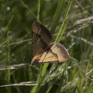 Anachloris subochraria at Michelago, NSW - 20 Nov 2017