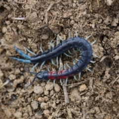 Scolopendra laeta (Giant Centipede) at Michelago, NSW - 15 Nov 2017 by Illilanga