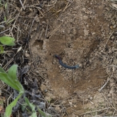 Scolopendra laeta at Illilanga & Baroona - 15 Nov 2017 03:57 PM