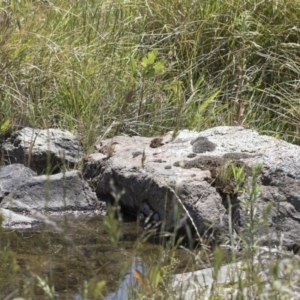 Diplacodes haematodes at Michelago, NSW - 12 Nov 2017