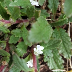 Ajuga australis at Wambrook, NSW - 16 Nov 2017 10:50 AM