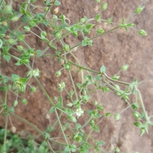 Arenaria serpyllifolia subsp. serpyllifolia at Wambrook, NSW - 16 Nov 2017 10:53 AM