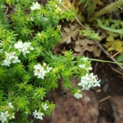 Asperula conferta (Common Woodruff) at Wambrook, NSW - 17 Nov 2017 by Mike
