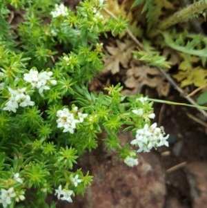 Asperula conferta at Wambrook, NSW - 17 Nov 2017 09:04 AM