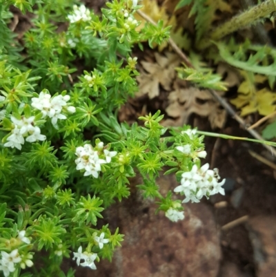 Asperula conferta (Common Woodruff) at Wambrook, NSW - 17 Nov 2017 by Mike