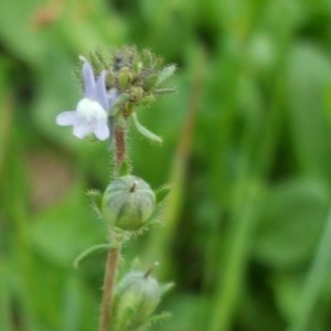 Linaria arvensis at Wambrook, NSW - 17 Nov 2017 02:56 PM