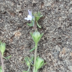 Linaria arvensis at Wambrook, NSW - 17 Nov 2017 02:56 PM