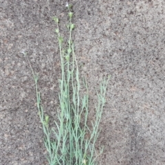 Linaria arvensis at Wambrook, NSW - 17 Nov 2017 02:56 PM