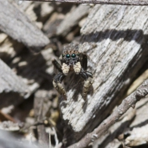 Maratus vespertilio at Michelago, NSW - 5 Nov 2017