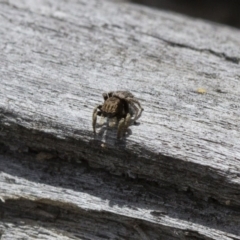 Maratus vespertilio at Michelago, NSW - 5 Nov 2017